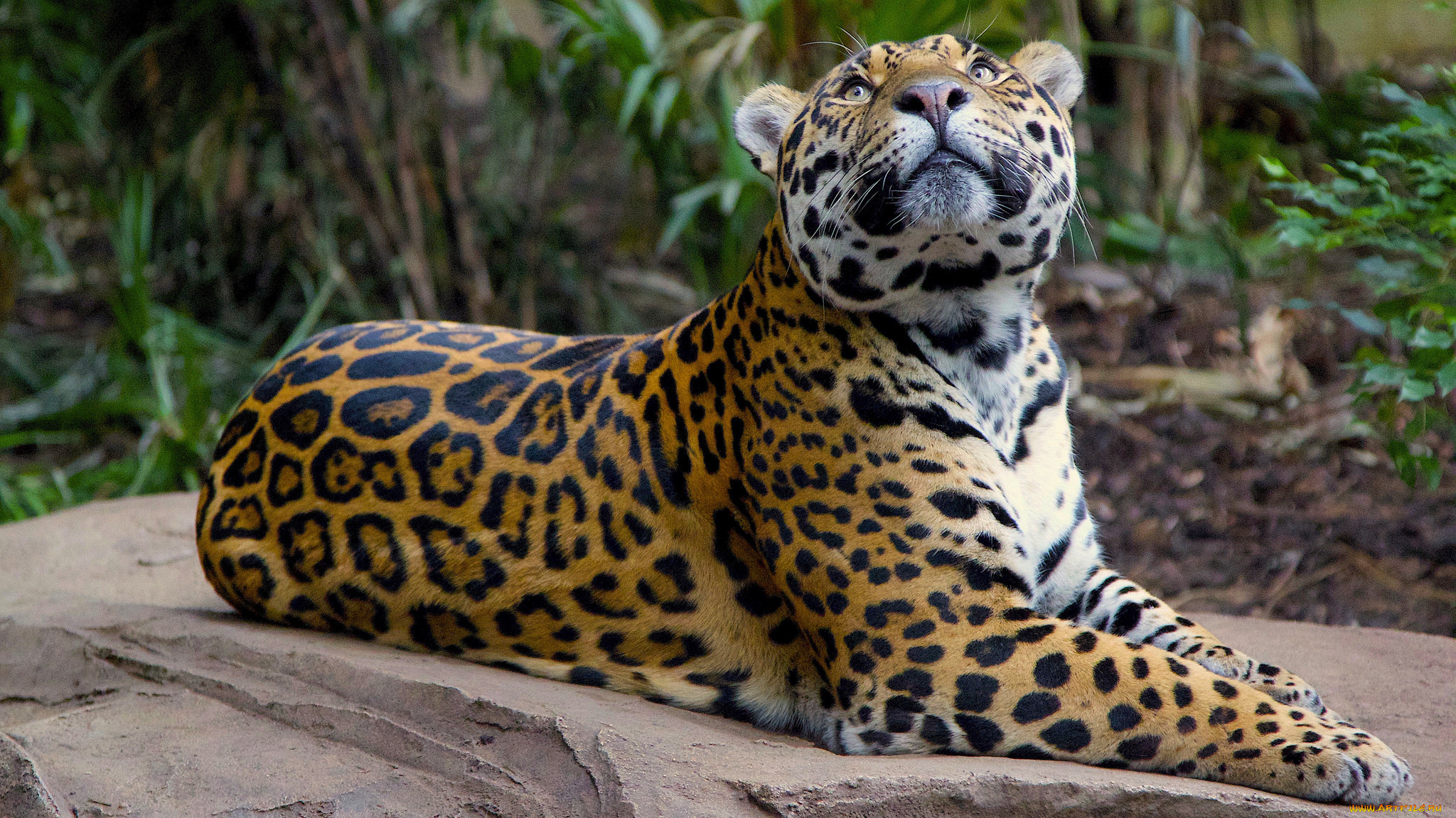 Тега животное. Индокитайский леопард. Малазийский леопард. Дымчатый леопард. Ягуар животное.